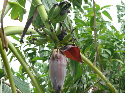 banana tree with flowers