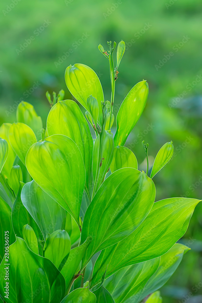 Obraz premium Close up green leaves of Acacia mangium tree.