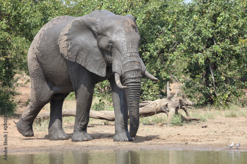 Fototapeta premium Afrikanischer Elefant / African elephant / Loxodonta africana