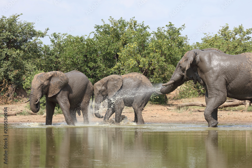 Fototapeta premium Afrikanischer Elefant / African elephant / Loxodonta africana