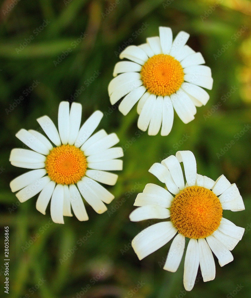 Fototapeta premium white daisies in a garden
