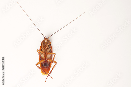 Dead cockroach supine upside down isolated on white with space for text with white background