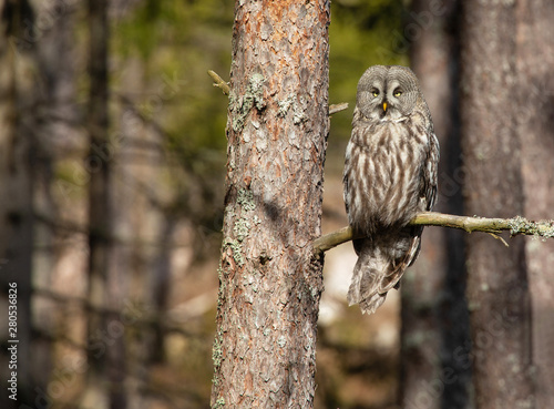 Great grey owl, (Strix nebulosa). This owl is one of the world's largest owls. Wildlife in Sweden, Scandinavian.