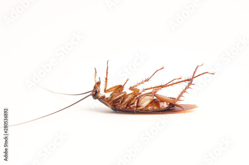 Dead cockroach supine upside down isolated on white with space for text with white background © PINANDIKA
