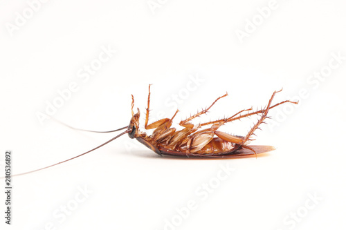 Dead cockroach supine upside down isolated on white with space for text with white background