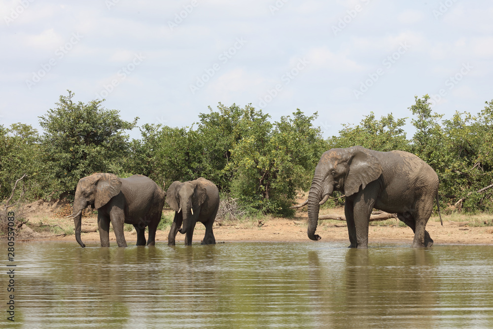 Fototapeta premium Afrikanischer Elefant / African elephant / Loxodonta africana