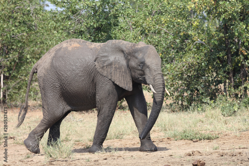 Fototapeta premium Afrikanischer Elefant / African elephant / Loxodonta africana
