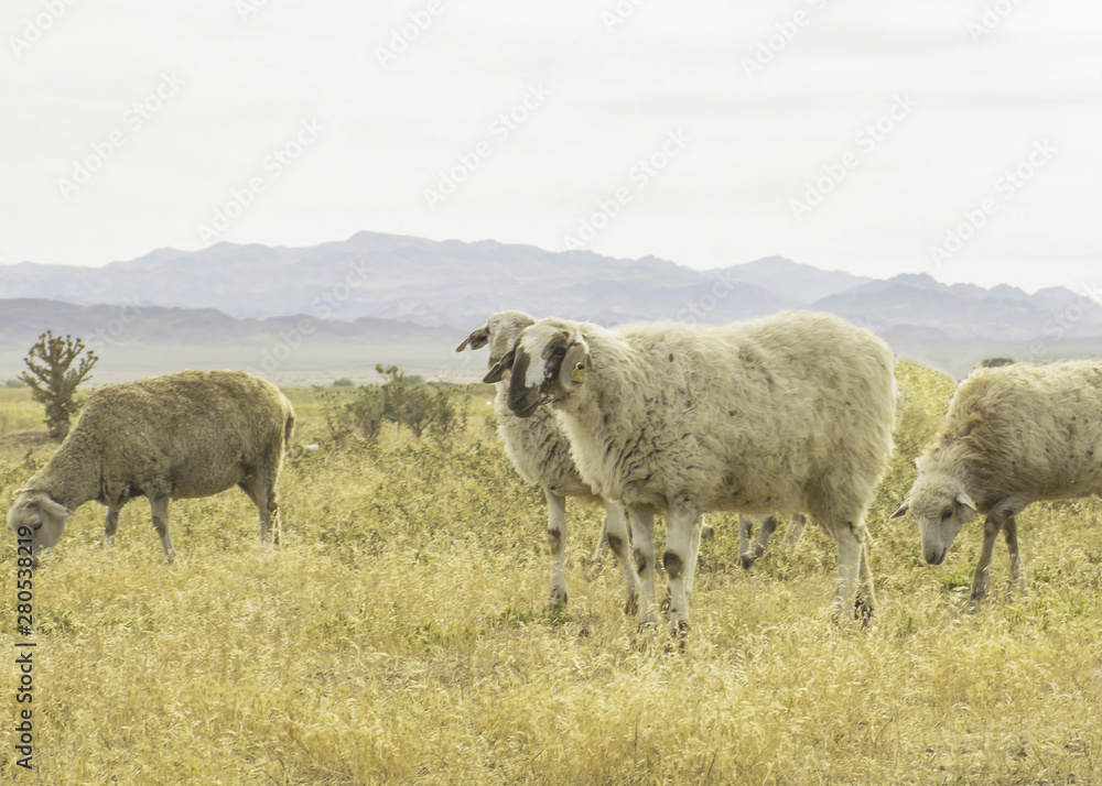 .A herd of sheep graze on the meadow in the open air. Pasture for animals. Sheep eat grass. Agriculture.