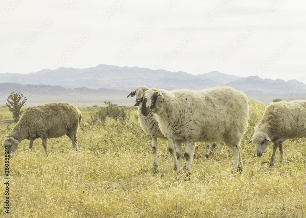 .A herd of sheep graze on the meadow in the open air. Pasture for animals. Sheep eat grass. Agriculture. .A herd of sheep graze on the meadow in the open air. Pasture for animals. Sheep eat grass. Agriculture.