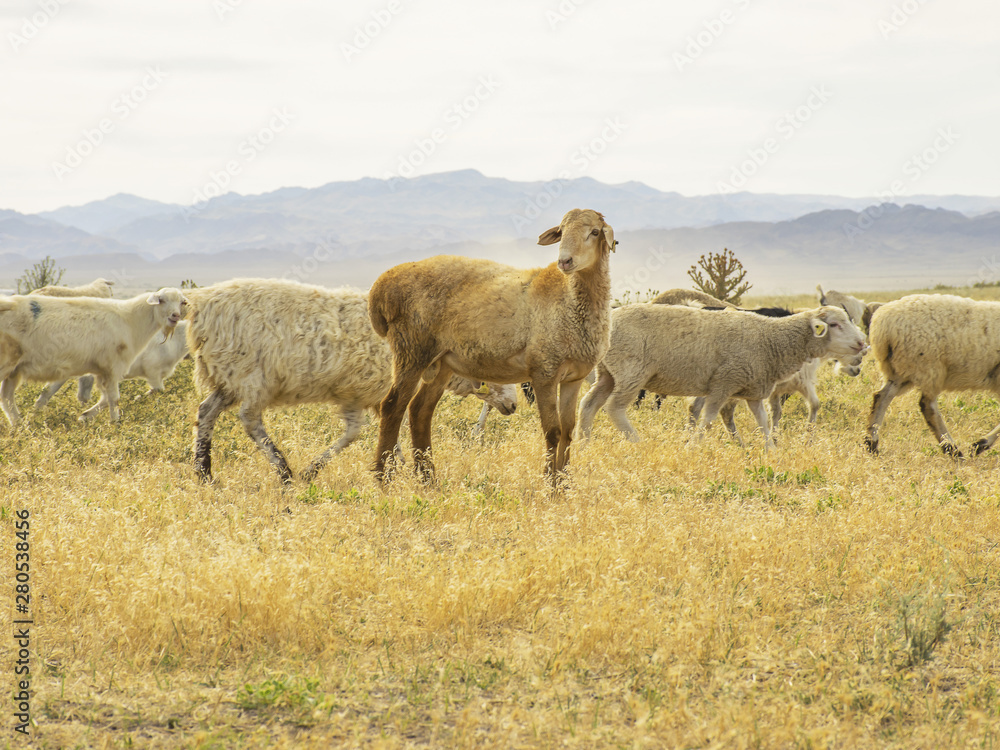 .A herd of sheep graze on the meadow in the open air. Pasture for animals. Sheep eat grass. Agriculture. .A herd of sheep graze on the meadow in the open air. Pasture for animals. Sheep eat grass. Agriculture.