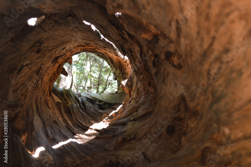 Inside a hollow log