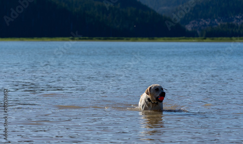 Dog playing in the water
