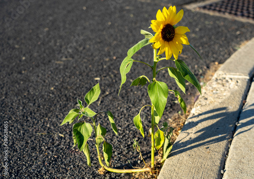 sunflower growing in concrete