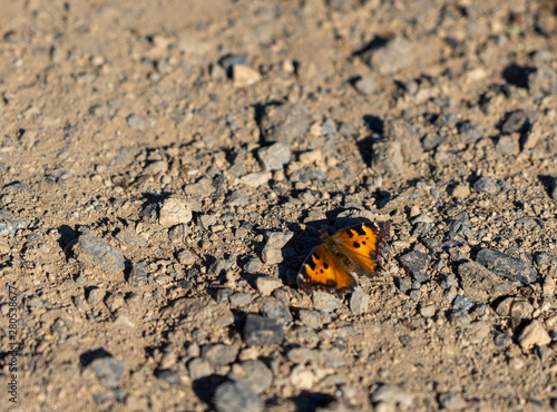 Monarch butterfly 