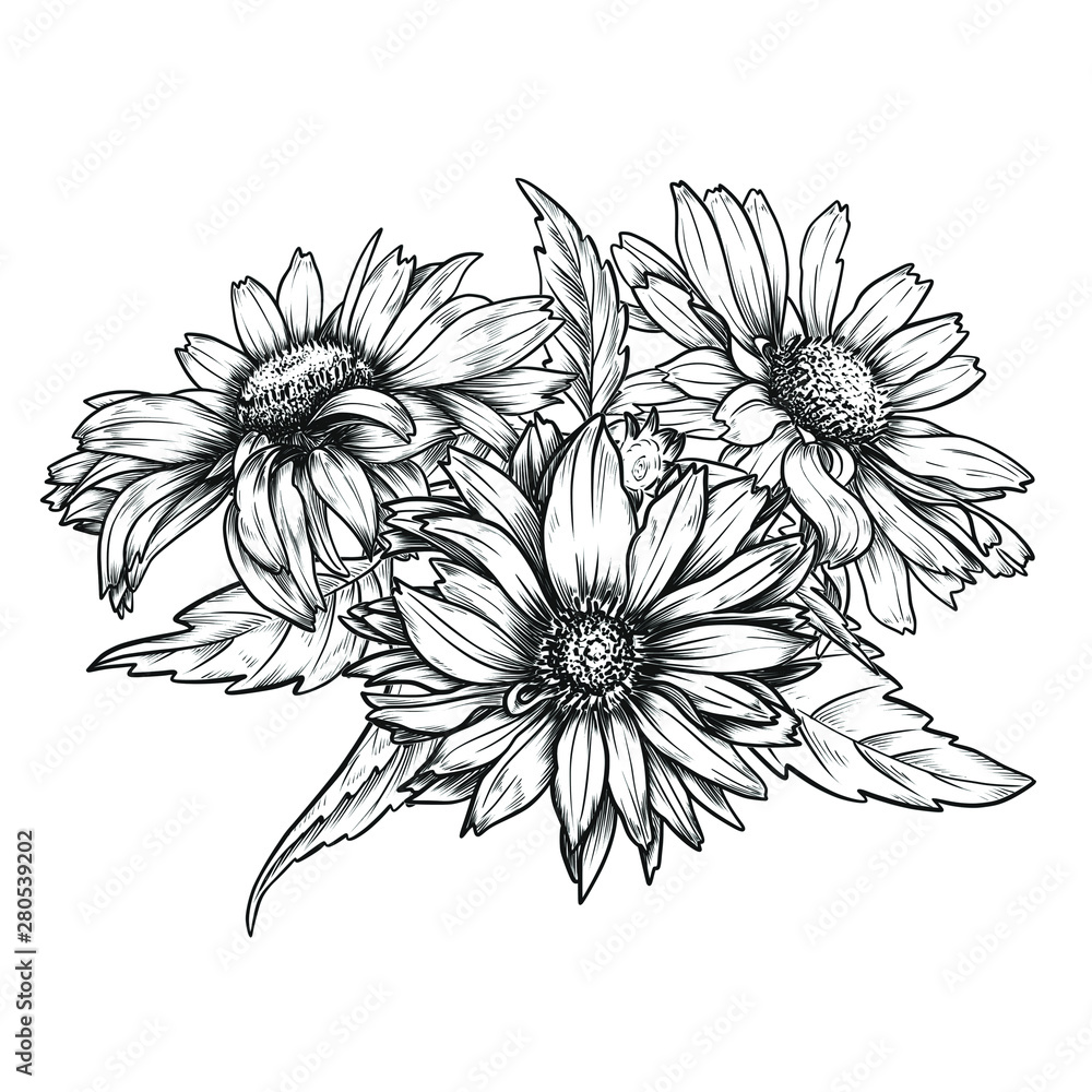 Sketch pen and ink vintage daisies bouquet  illustration, draft silhouette drawing, black isolated on white background. Botanical graphic etching design.