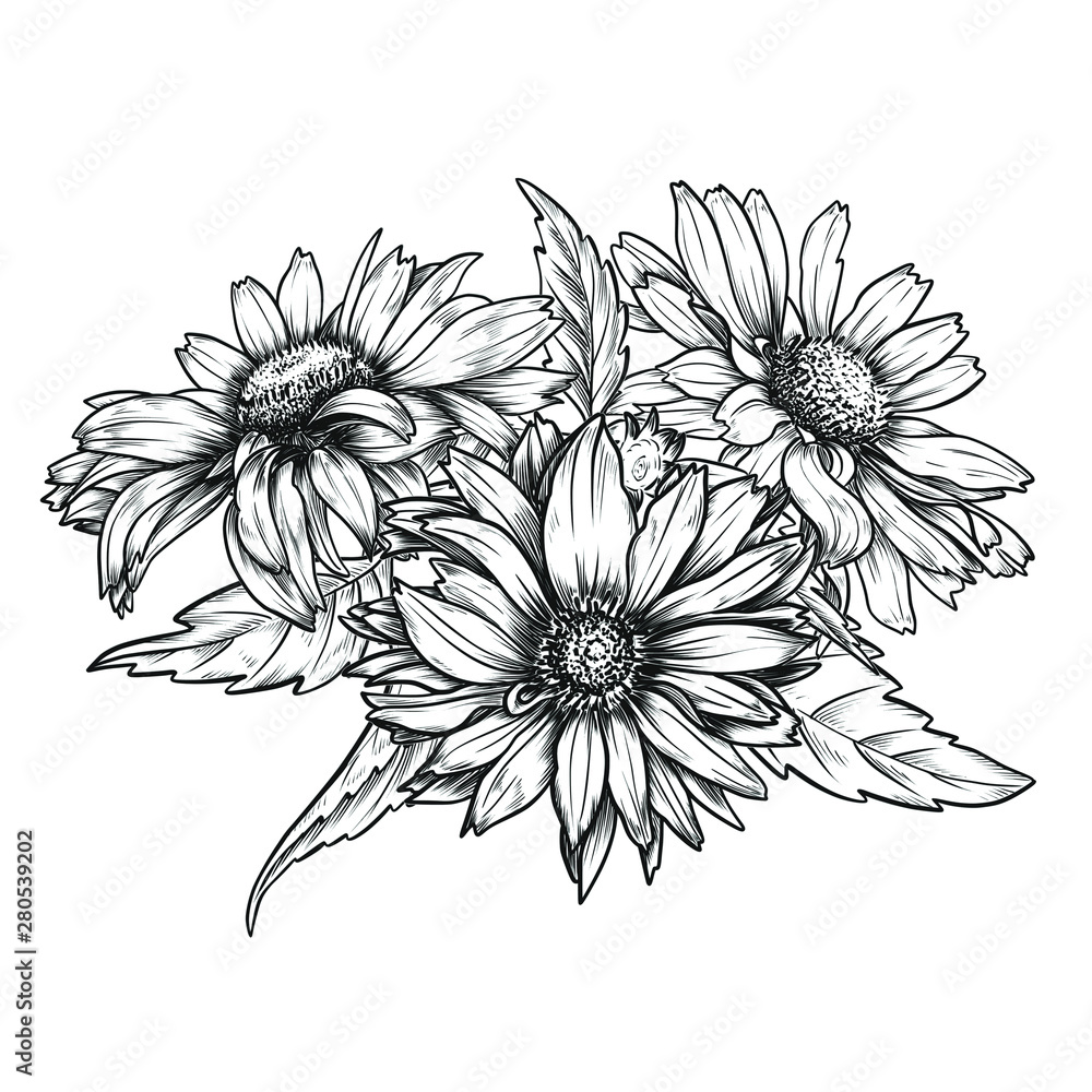 Sketch pen and ink vintage daisies bouquet illustration, draft ...