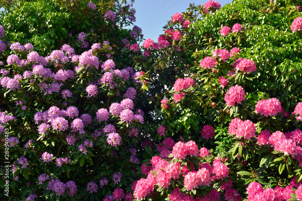 Rhododendron rose et mauve plein ciel