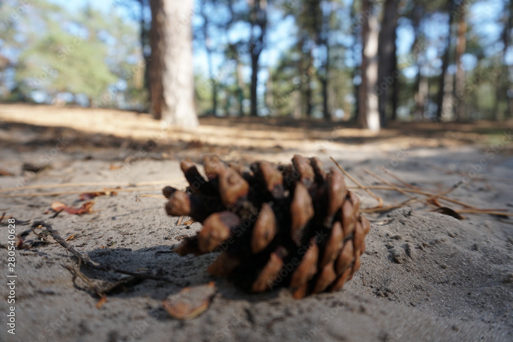 Obraz premium pine cone