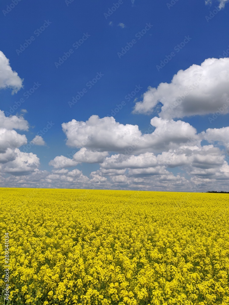 Obraz premium field, sky, yellow, landscape, nature, agriculture, blue, canola, flower, summer, spring, clouds, rapeseed, meadow, plant, rural, flowers, farm, green, cloud, oilseed, bright, grass, oil, beautiful