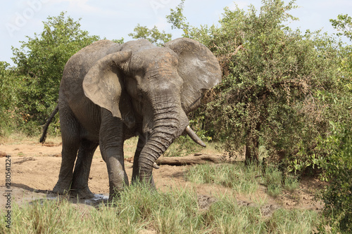 Afrikanischer Elefant   African elephant   Loxodonta africana