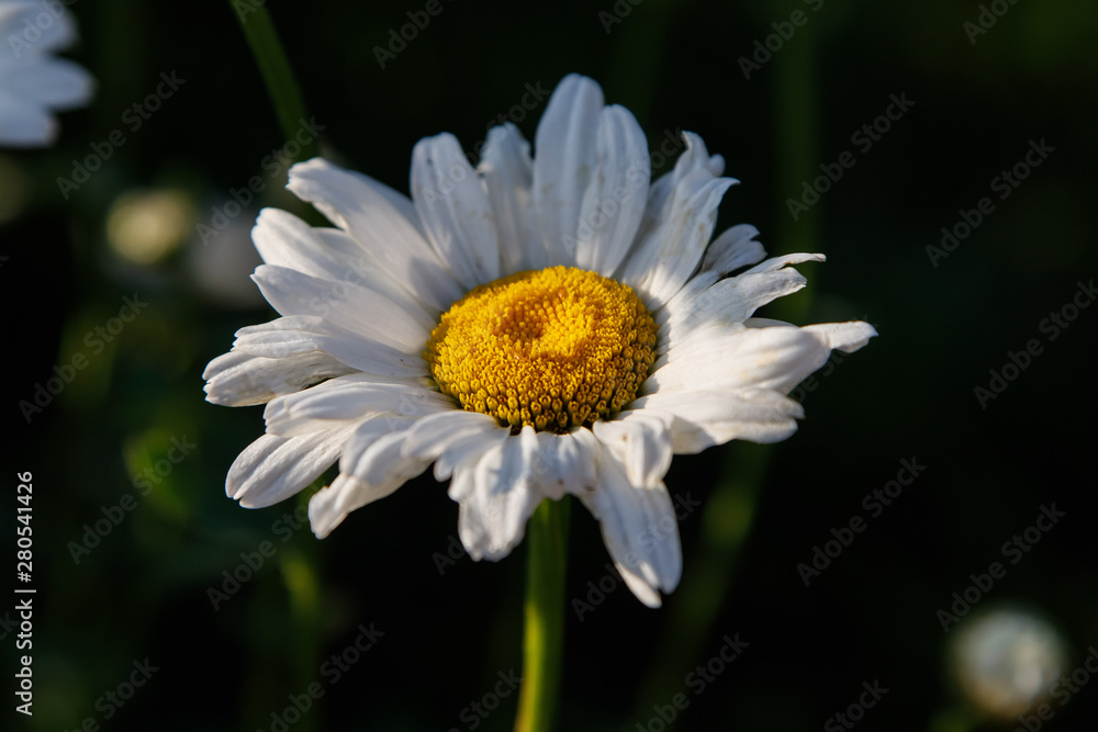 Chamomile white flower. Daisy. Macro. Image of nature. Chamomile white flower. Daisy. Macro. Image of nature.