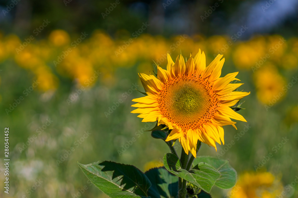 Fototapeta premium New yellow sunflower on the season meadow