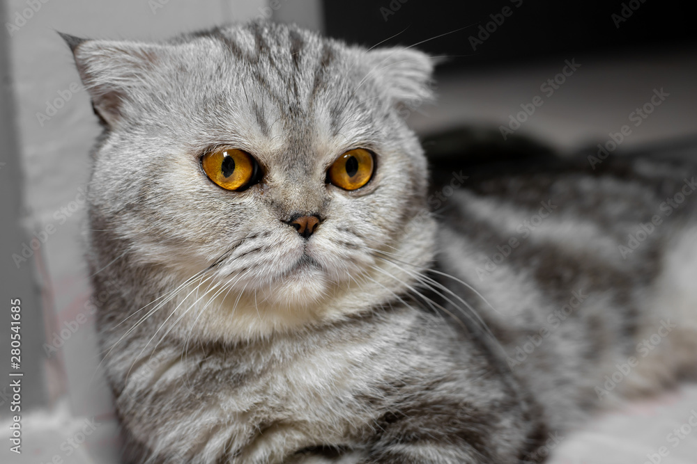 So cute scottish fold cat.