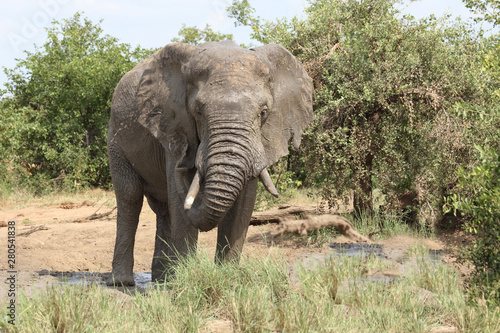 Afrikanischer Elefant / African elephant / Loxodonta africana