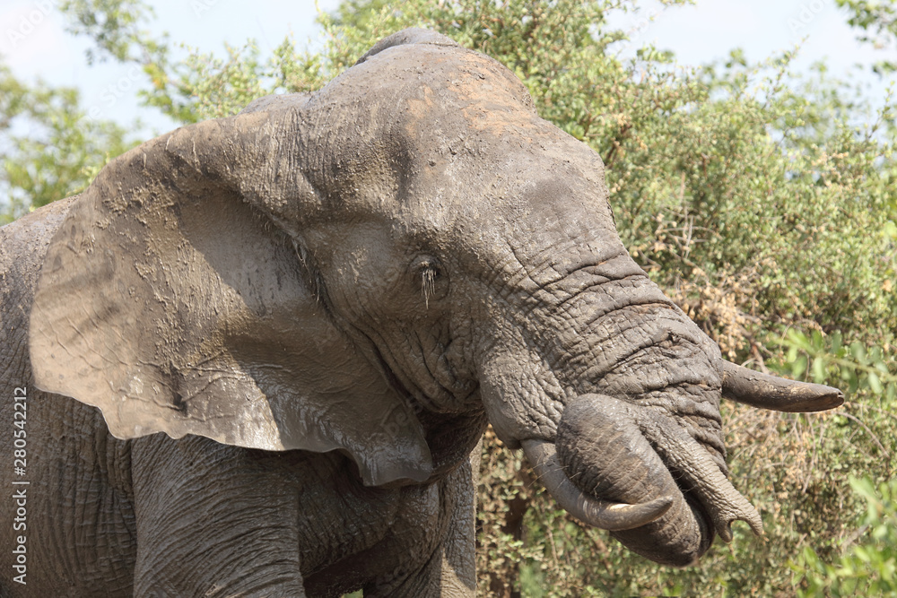 Afrikanischer Elefant / African elephant / Loxodonta africana Afrikanischer Elefant / African elephant / Loxodonta africana
