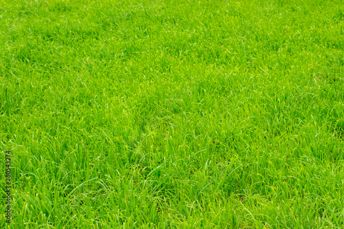 Bright green grass on the lawn, background wallpaper texture banner. Lawn grass, no people