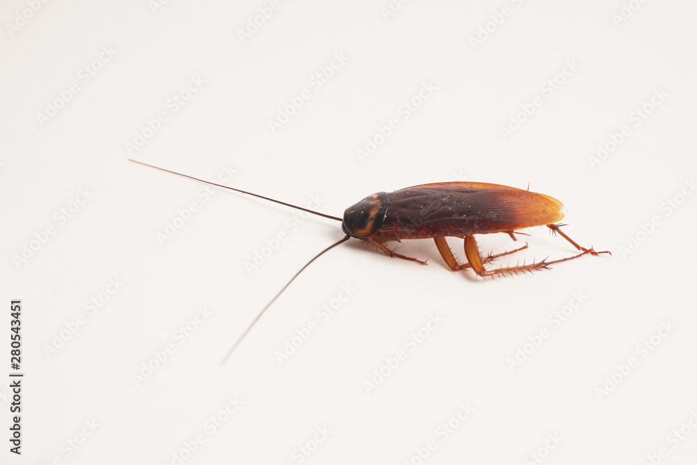 Dead cockroach supine upside down isolated on white with space for text with white background Dead cockroach supine upside down isolated on white with space for text with white background