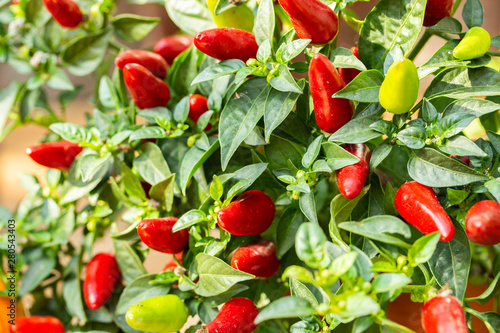 Foto Organic bird chili Capsicum frutescens, many small hot chili peppers on a bush, background wallpaper close-up