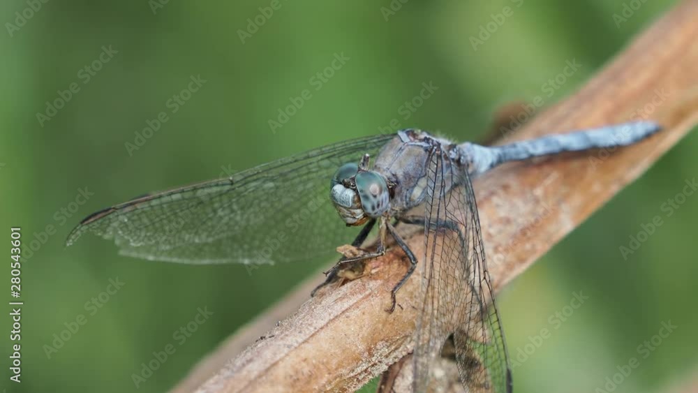 Old male of blue dragonfly (Orthetrum chrysostigma (Burmeister, 1839)), perched in a bush beside a river, near Xativa, Spain Old male of blue dragonfly (Orthetrum chrysostigma (Burmeister, 1839)), perched in a bush beside a river, near Xativa, Spain