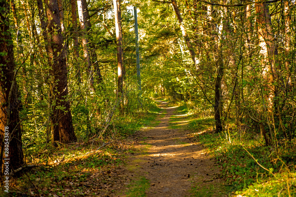 Fototapeta premium Forest in spring in sunny light at the coast of the Baltic sea in Poland