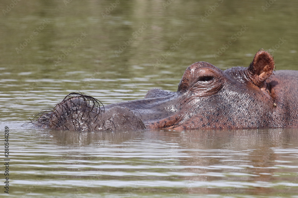 Fototapeta premium Flußpferd / Hippopotamus / Hippopotamus amphibius