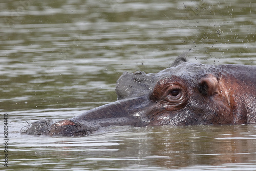 Flußpferd / Hippopotamus / Hippopotamus amphibius