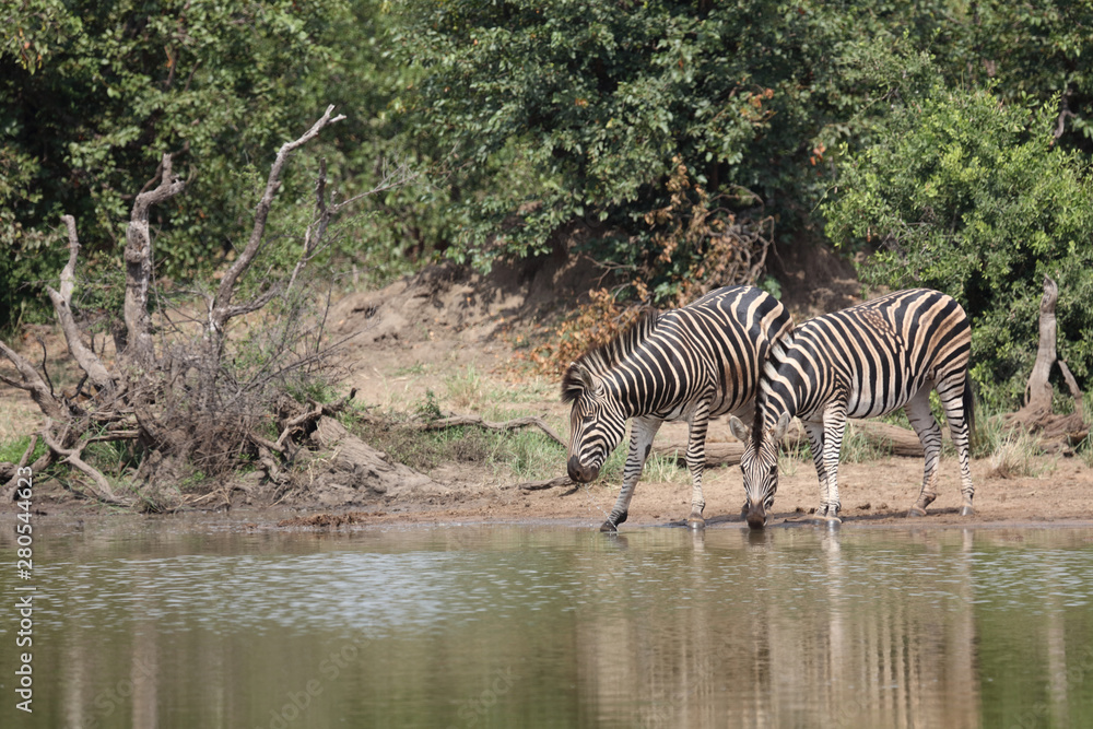 Steppenzebra / Burchell's zebra / Equus burchellii Steppenzebra / Burchell's zebra / Equus burchellii
