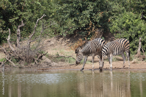 Steppenzebra   Burchell s zebra   Equus burchellii