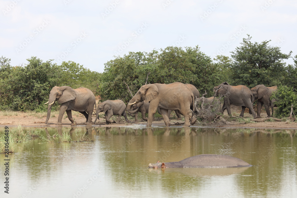 Fototapeta premium Afrikanischer Elefant / African elephant / Loxodonta africana