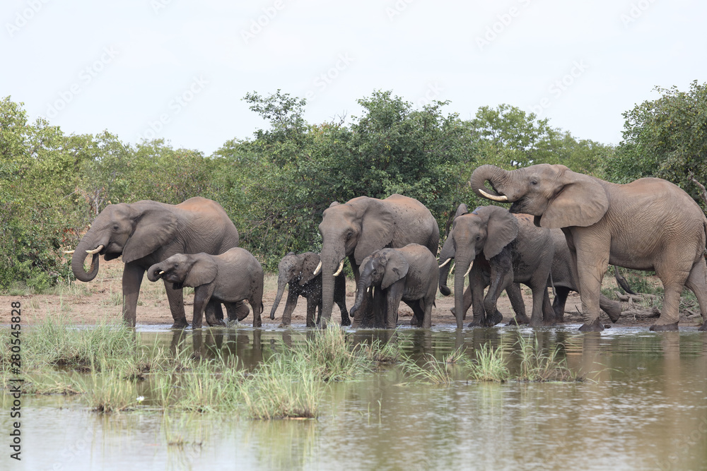 Fototapeta premium Afrikanischer Elefant / African elephant / Loxodonta africana
