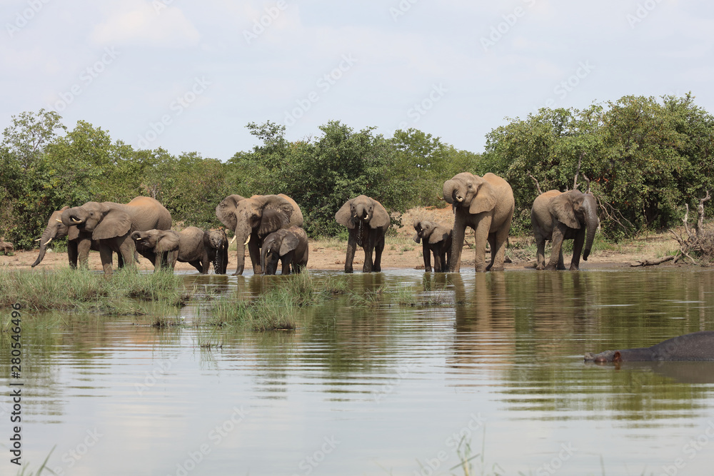 Fototapeta premium Afrikanischer Elefant / African elephant / Loxodonta africana