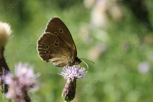 Brauner Waldvogel photo