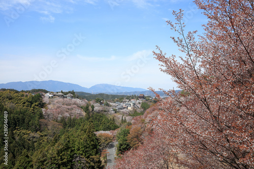 吉野山-桜 © funny face