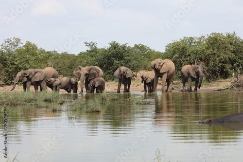 Afrikanischer Elefant / African elephant / Loxodonta africana