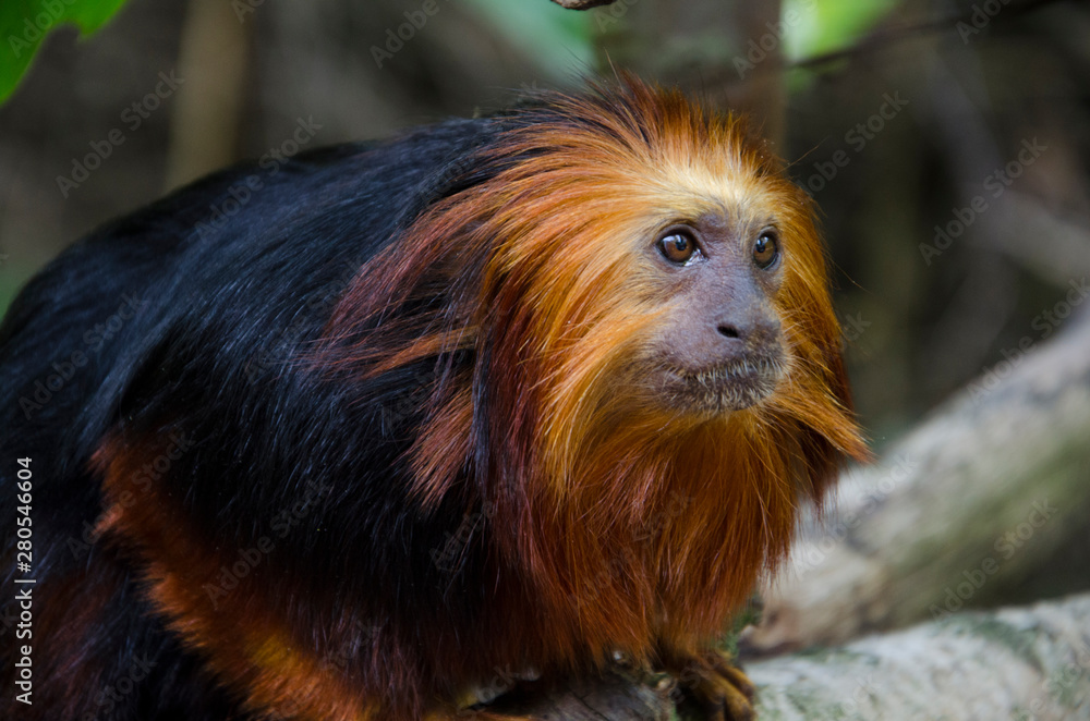 Golden Headed Lion Tamarin close up in his habitat. Monkey with red hair and black fur. Golden Headed Lion Tamarin close up in his habitat. Monkey with red hair and black fur.
