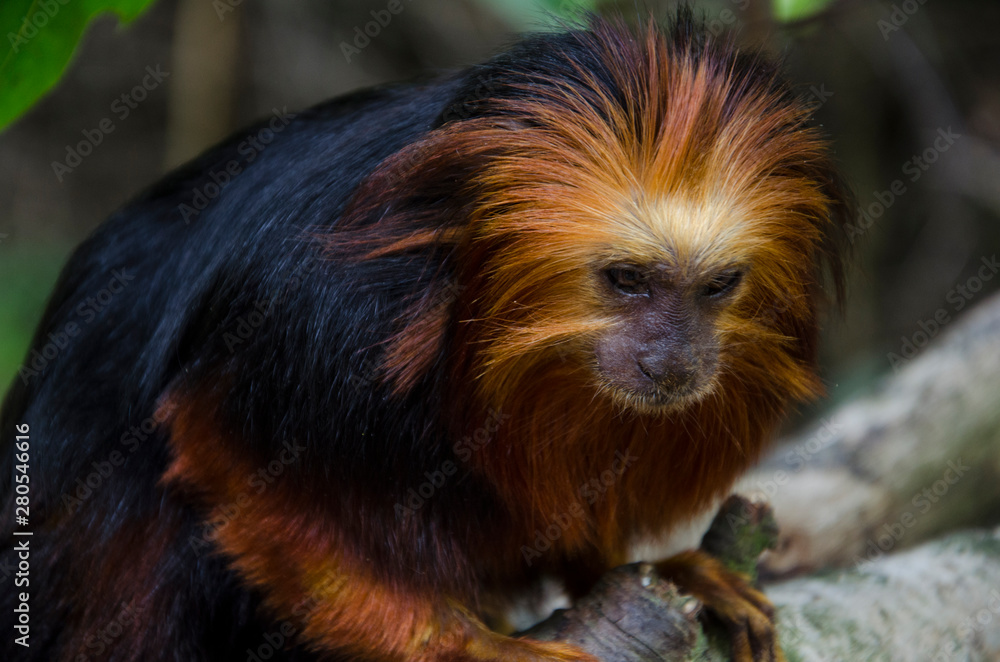 Golden Headed Lion Tamarin close up in his habitat. Monkey with red hair and black fur. Golden Headed Lion Tamarin close up in his habitat. Monkey with red hair and black fur.