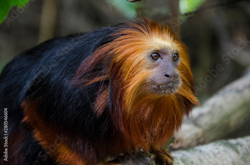 Golden Headed Lion Tamarin close up in his habitat. Monkey with red hair and black fur.