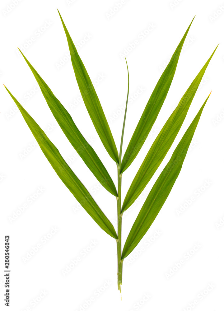 Obraz premium Green Leaves, Green leaf isolated on white background,