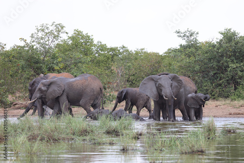 Afrikanischer Elefant / African elephant / Loxodonta africana