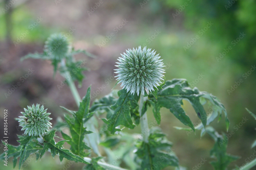 Blue flowers of echinops. Globe thistles plant in the garden Blue flowers of echinops. Globe thistles plant in the garden